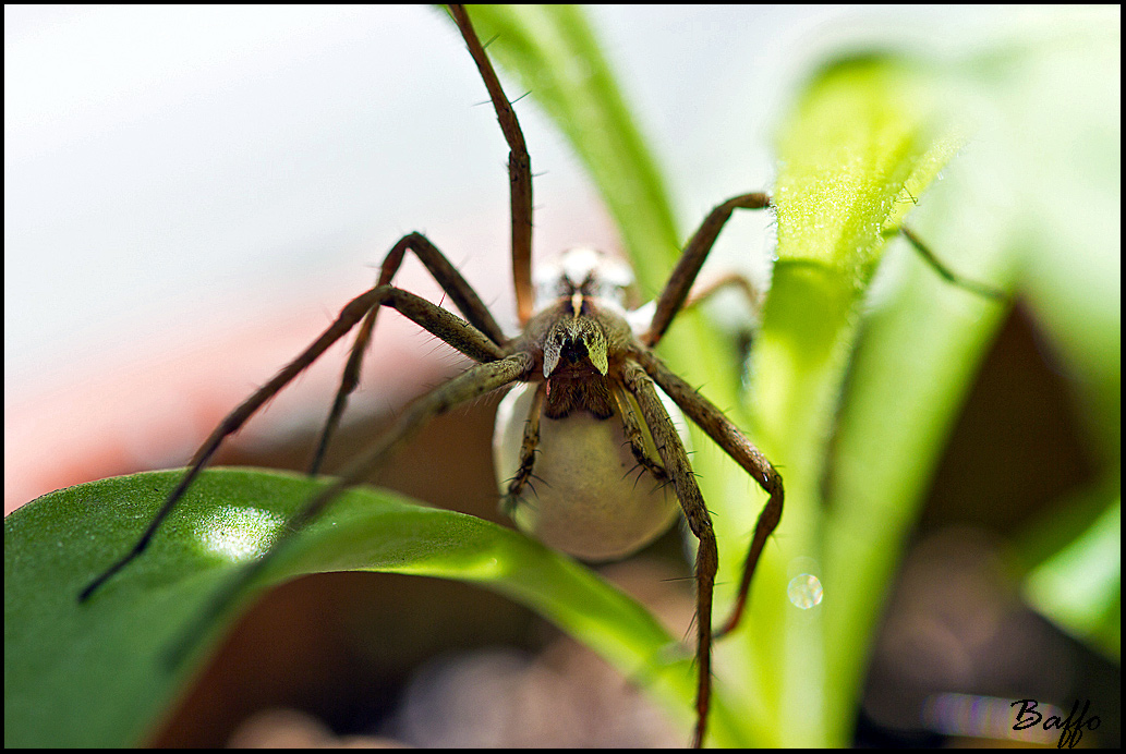 Pisaura sp.